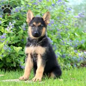 Kayson, German Shepherd Puppy