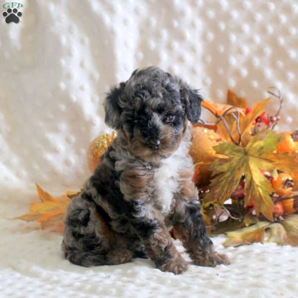 Keegan, Toy Poodle Puppy