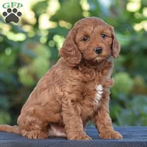 Keith, Cavapoo Puppy
