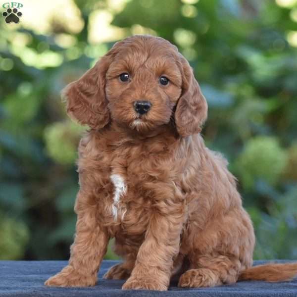 Keith, Cavapoo Puppy