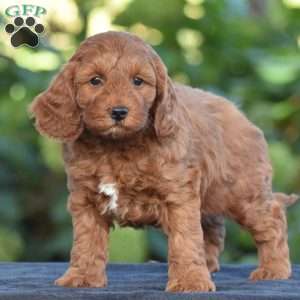 Keith, Cavapoo Puppy