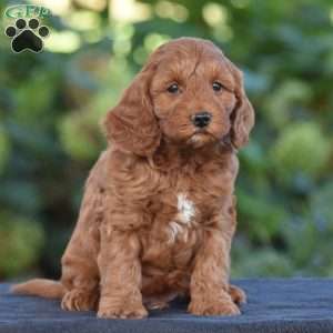Keith, Cavapoo Puppy