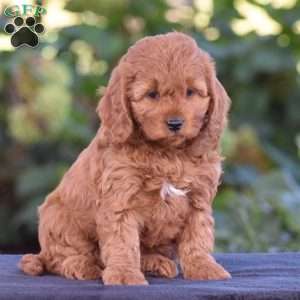 Kelly, Cavapoo Puppy