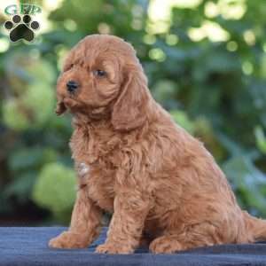 Kelly, Cavapoo Puppy