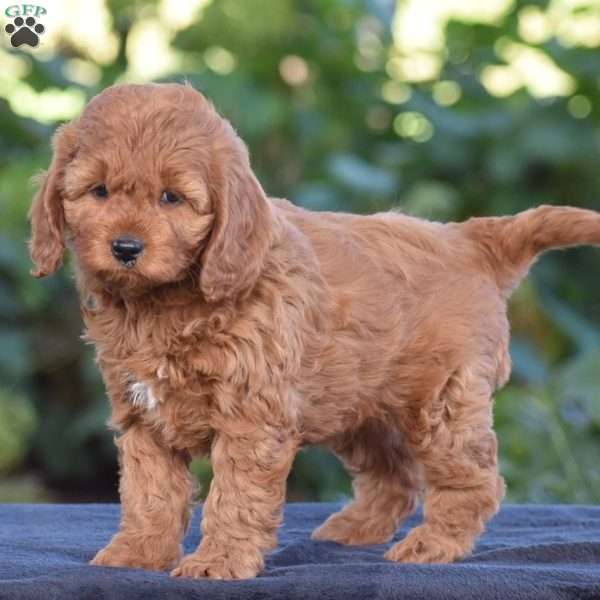 Kelly, Cavapoo Puppy