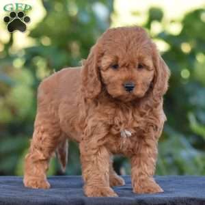 Kelly, Cavapoo Puppy
