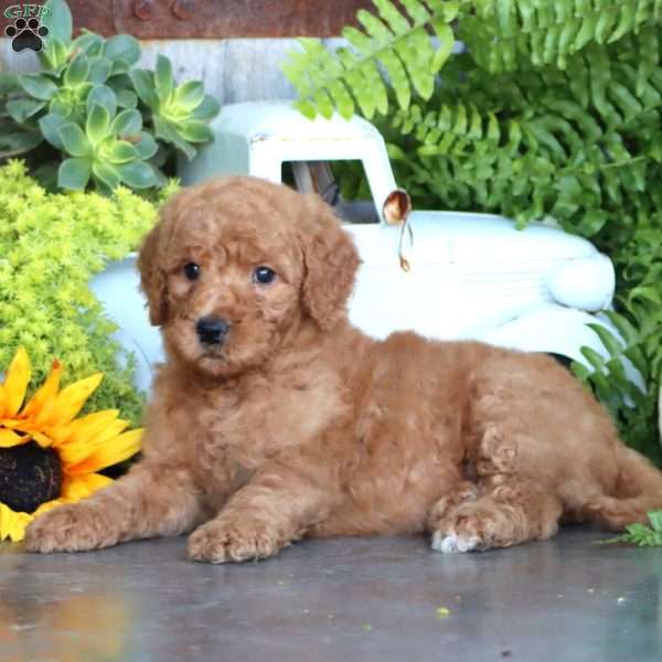 Kelly, Goldendoodle Puppy