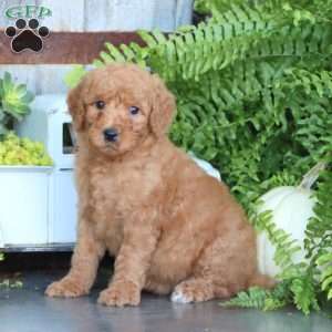 Kelly, Goldendoodle Puppy
