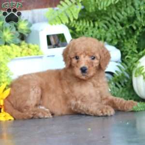 Kelly, Goldendoodle Puppy