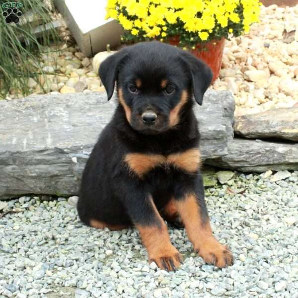 Kelso, Rottweiler Puppy