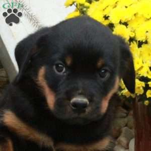 Kelso, Rottweiler Puppy
