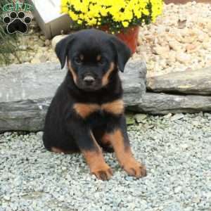 Kelso, Rottweiler Puppy