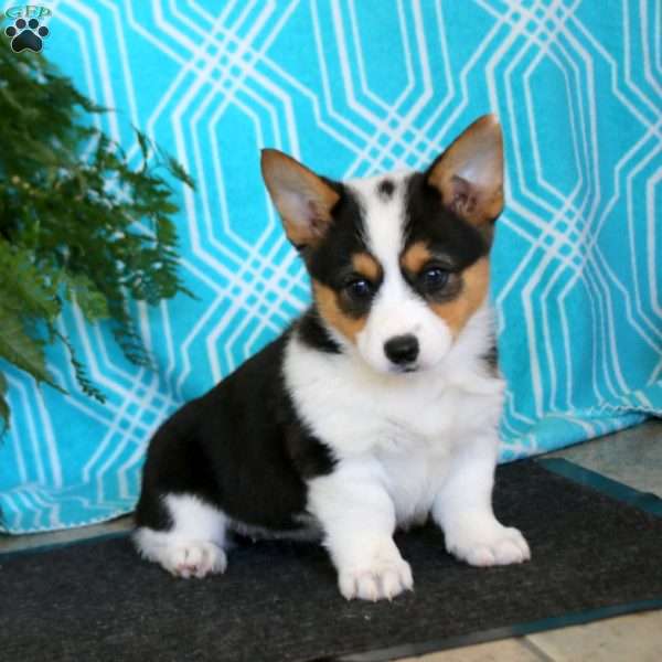 Kendi, Pembroke Welsh Corgi Puppy