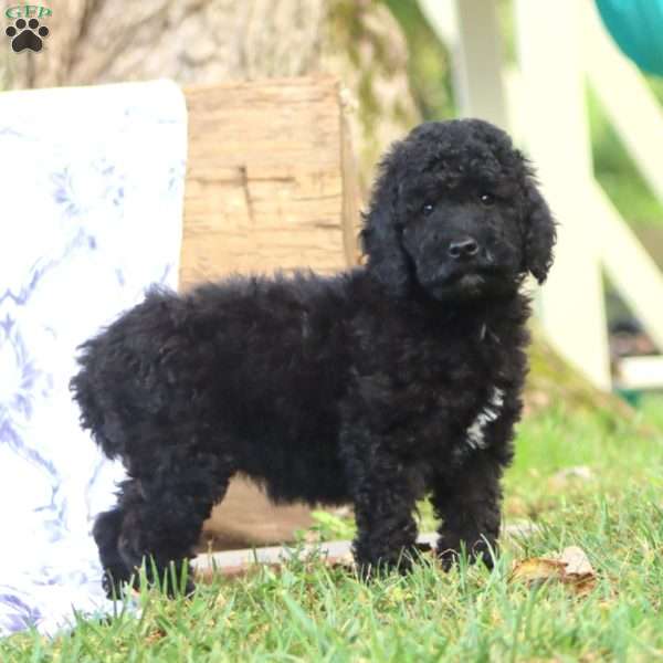 Kendi, Mini Goldendoodle Puppy