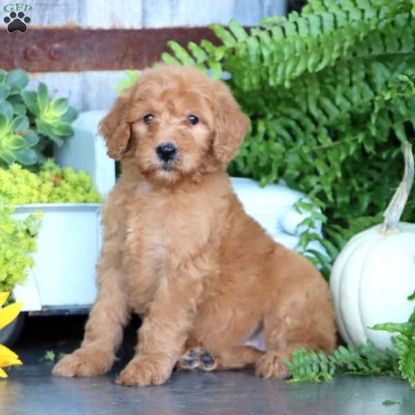 Kendi, Goldendoodle Puppy