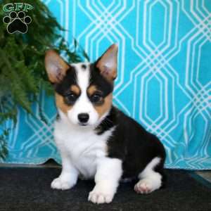 Kendi, Pembroke Welsh Corgi Puppy