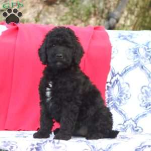 Kendi, Mini Goldendoodle Puppy