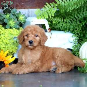 Kendi, Goldendoodle Puppy