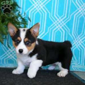 Kendi, Pembroke Welsh Corgi Puppy
