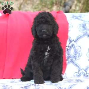 Kendi, Mini Goldendoodle Puppy