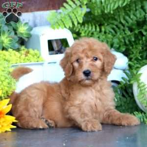 Kendi, Goldendoodle Puppy