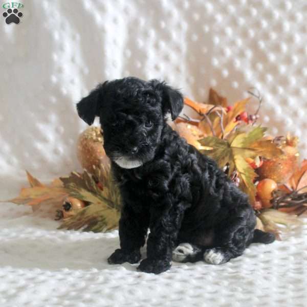 Kenndall, Toy Poodle Puppy