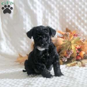 Kenndall, Toy Poodle Puppy