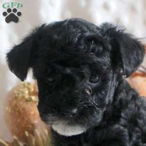 Kenndall, Toy Poodle Puppy