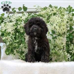 Kenny, Cavapoo Puppy