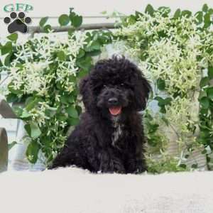 Kenny, Cavapoo Puppy