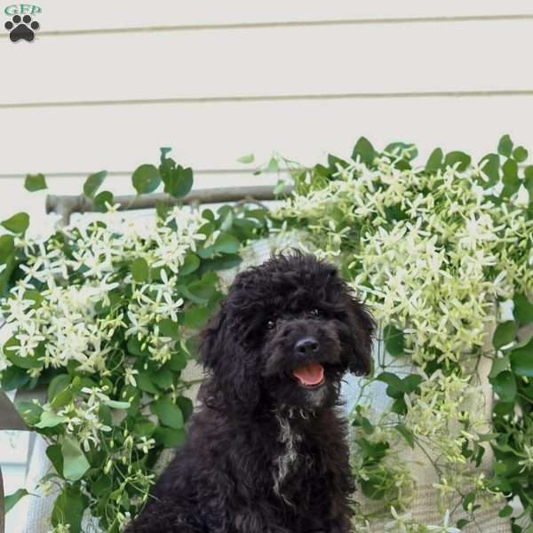 Kenny, Cavapoo Puppy
