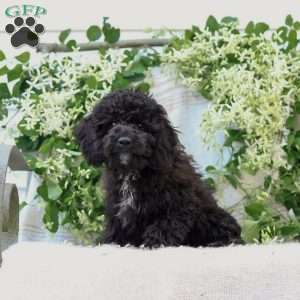 Kenny, Cavapoo Puppy