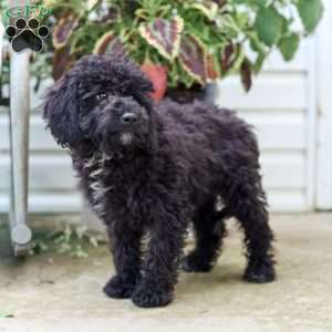 Kenny, Cavapoo Puppy