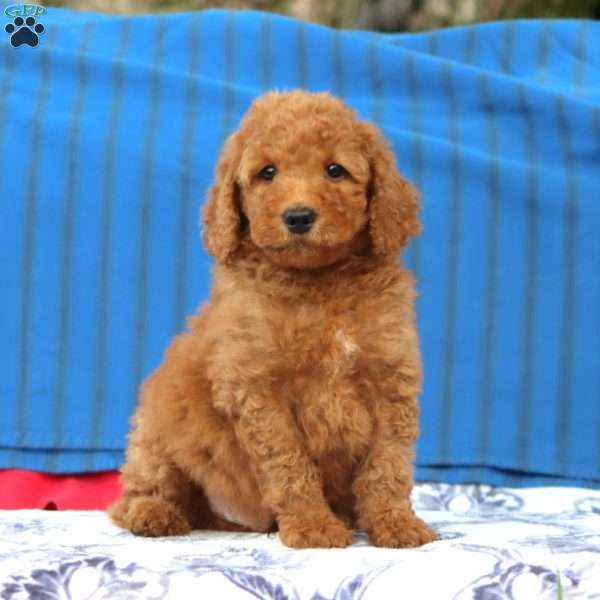 Kent, Mini Goldendoodle Puppy