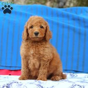 Kent, Mini Goldendoodle Puppy