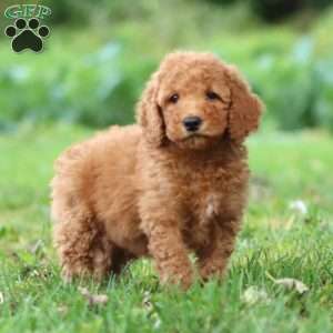 Kent, Mini Goldendoodle Puppy