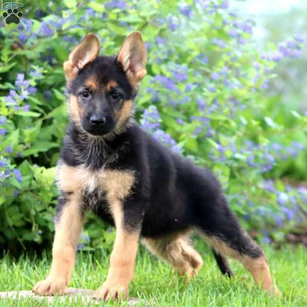 Kenzi, German Shepherd Puppy