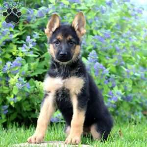 Kenzi, German Shepherd Puppy
