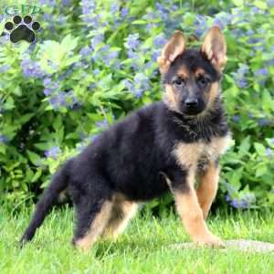 Kenzi, German Shepherd Puppy
