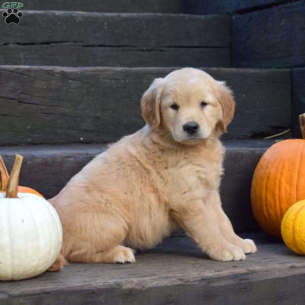 Kenzie, Golden Retriever Puppy