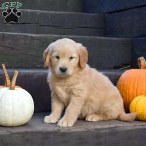 Kenzie, Golden Retriever Puppy