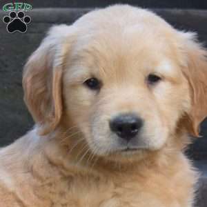 Kenzie, Golden Retriever Puppy