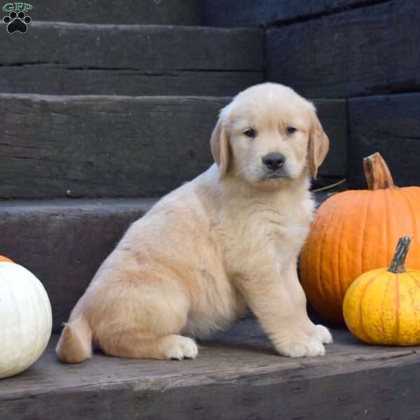 Kernel, Golden Retriever Puppy
