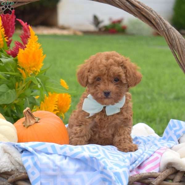 Kernel, Toy Poodle Puppy