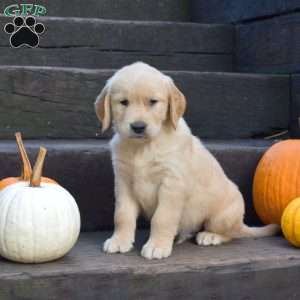 Kernel, Golden Retriever Puppy