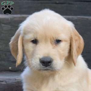 Kernel, Golden Retriever Puppy