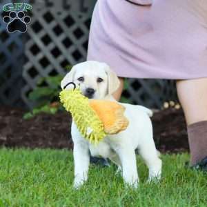 Kerri, Yellow Labrador Retriever Puppy