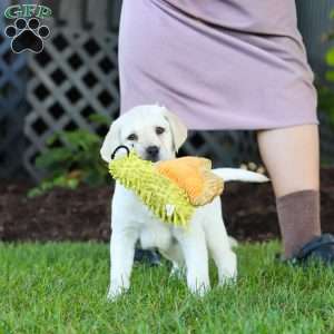 Kerri, Yellow Labrador Retriever Puppy