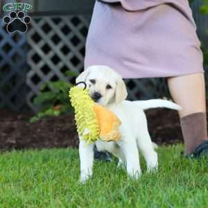 Kerri, Yellow Labrador Retriever Puppy