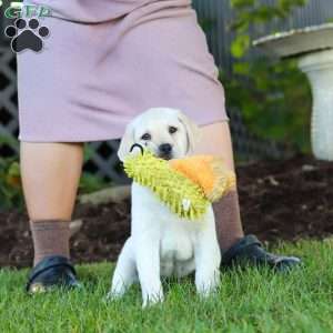 Kerri, Yellow Labrador Retriever Puppy